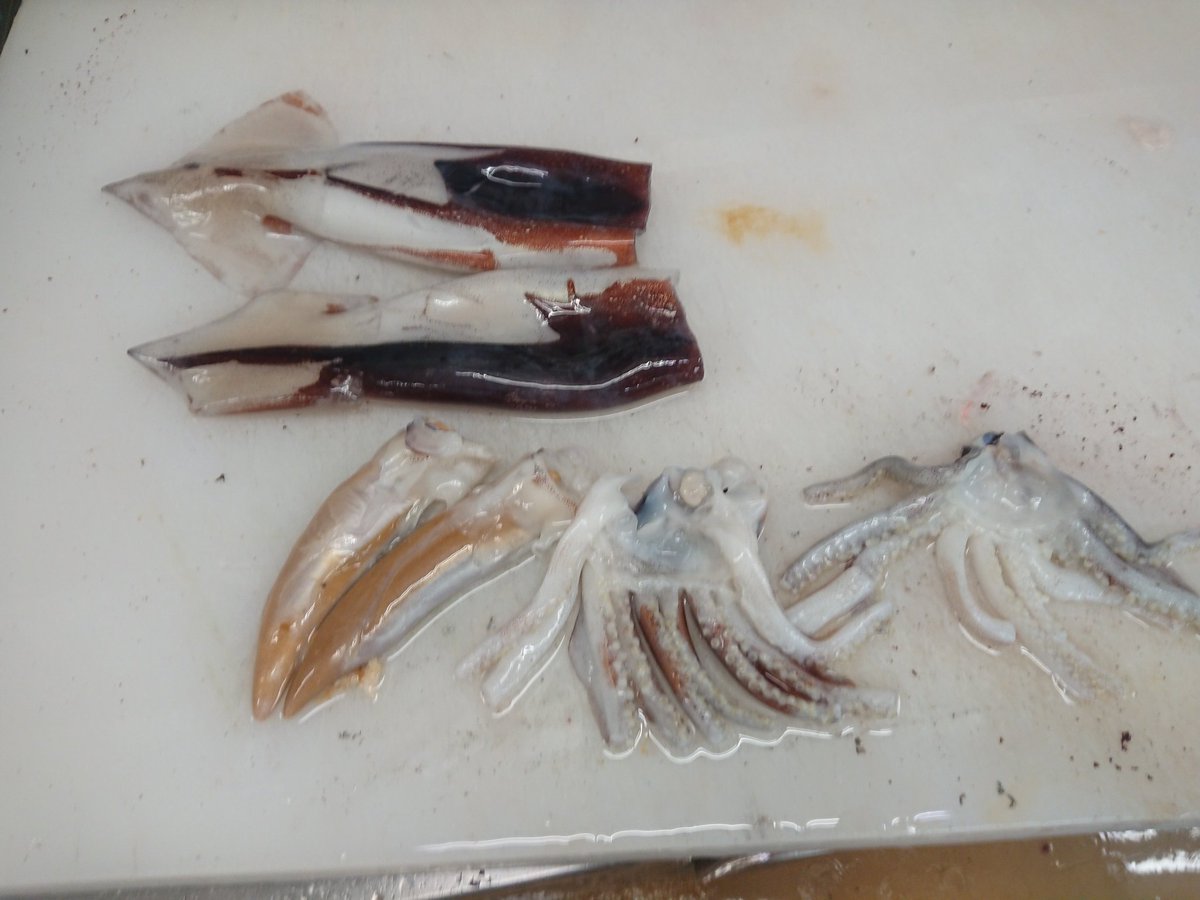Yuichi 鮮度の良い生スルメイカを安く買うことができたので 刺身 にしていただきます 念のため アニサキス対策で48時間冷凍してから刺身にしました 肉厚で甘味があって美味い 後で残った えんぺらとゲソは鍋に 肝は塩と酒を降ってグリルで焼いて