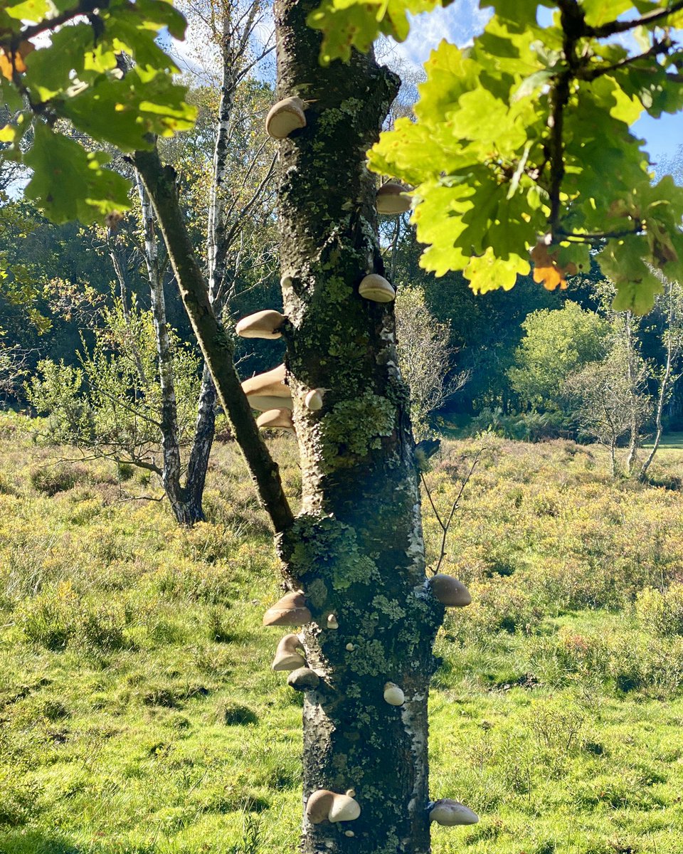 dalepeter's tweet photo. A walk in the New Forest. 
#NewForest
#walking 
#iPhone11ProMax https://t.co/GJdjLraqCo