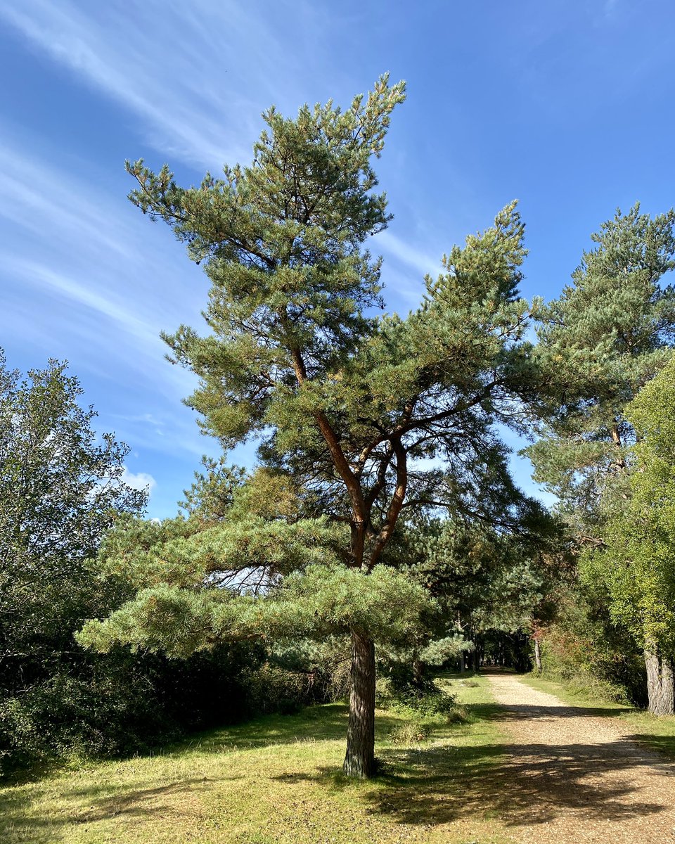 dalepeter's tweet photo. A walk in the New Forest. 
#NewForest
#walking 
#iPhone11ProMax https://t.co/GJdjLraqCo
