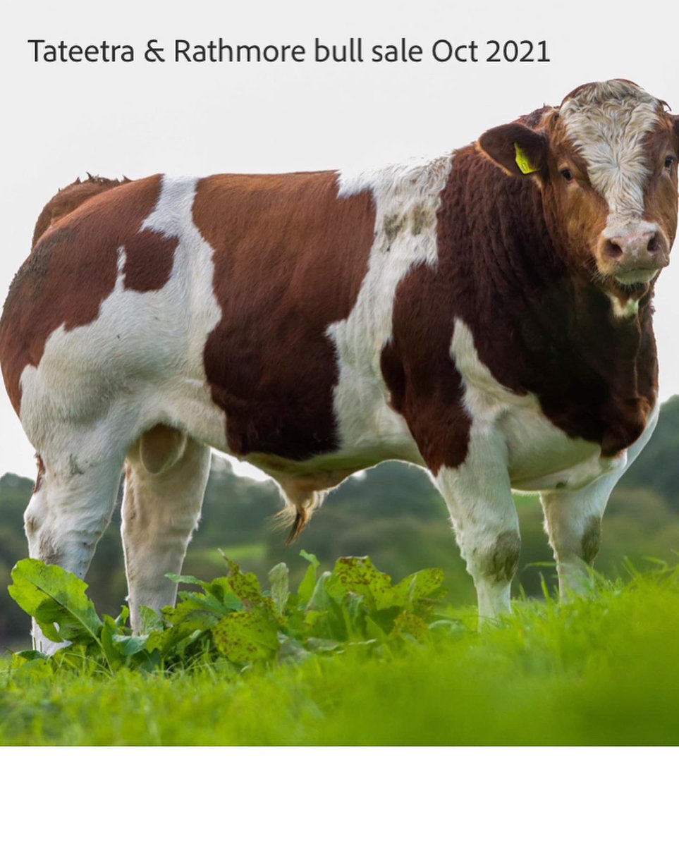 🌟🌟🌟TATEETRA &amp; RATHMORE FARMS ELITE WEANLING BULL SALE MONDAY OCTOBER 18th @ 6:30pm🌟🌟🌟

Irelands Largest Suckler Farm will hold a special sale of Elite U/E grade Weanling Bulls Monday evening October 18th @ 6:30pm in Ballybay Mart.

Office: 042 9741785☎️
Adrian 087 3453566☎️