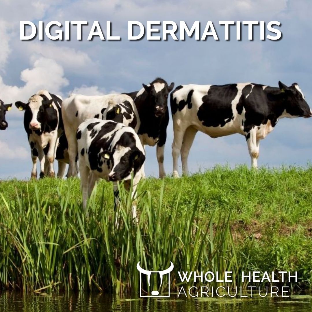 WholeHealth_Ag's tweet photo. Alternative solutions to everyday challenges in farming is a large part of the new WHAg programme to help avoid repeat problems such as #DigitalDermatitis. Read our latest blog & sign up to keep in touch. https://t.co/yt5G4ulsGj
.
#WHAg #LivestockHealth #WholisticHealth #cows https://t.co/2Y3dCaDIXY