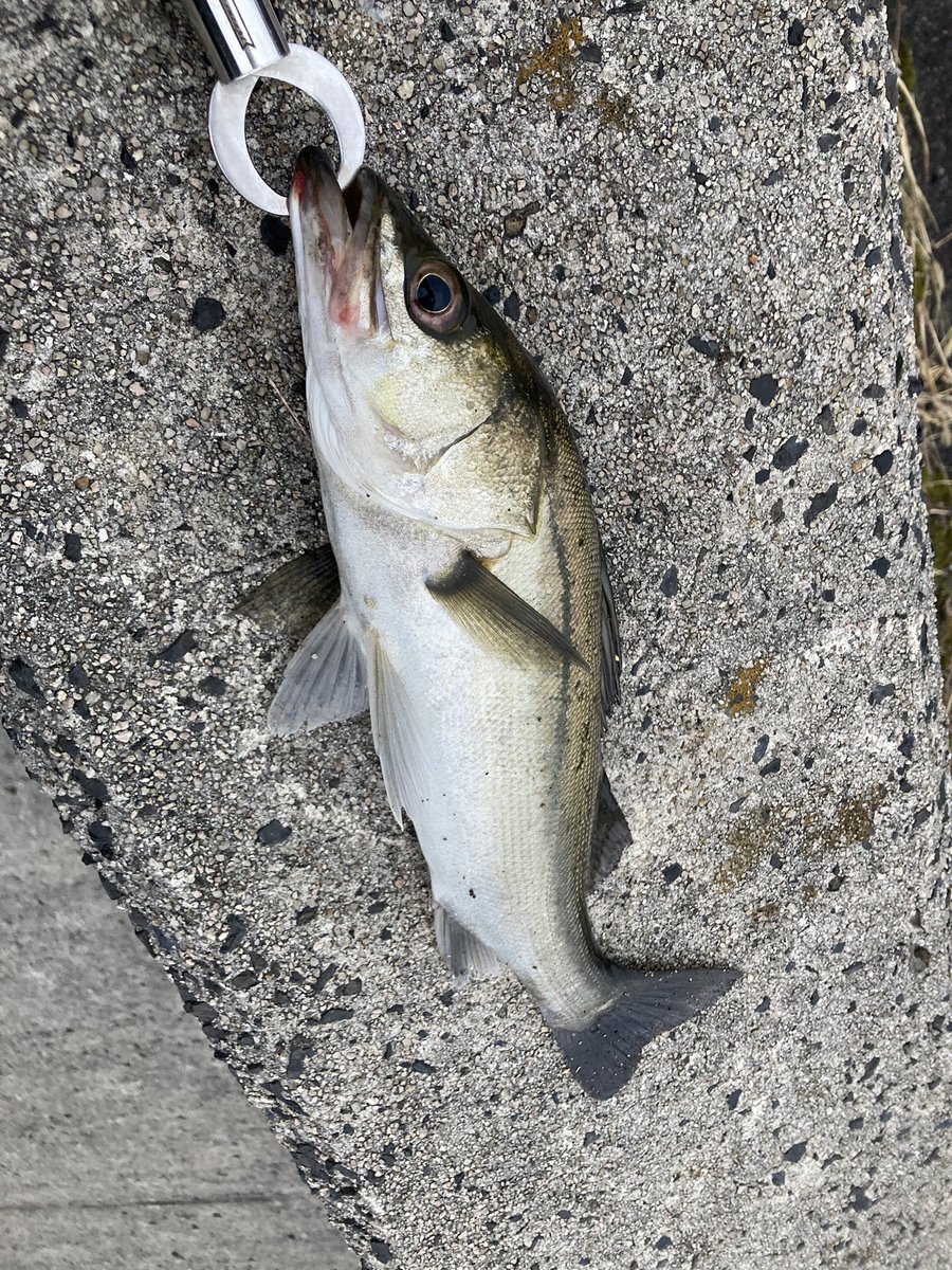 A釣り垢 なんとか釣れました 環境変わりすぎてて焦る もートップ終わりかな 爆風のなか釣れてくれた子に感謝 6バイト 2キャッチ 2オートリリース って感じ笑笑 シーバス 宍道湖