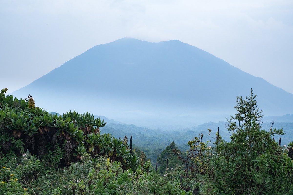 LesOthers's tweet photo. Au Rwanda, le mont Karisimbi domine la chaîne du Virunga et tout le pays de ses 4 507 mètres d’altitude.⁠ Une montagne que Joseph d’Arrast à décidé de gravir avec quelques amis 🌋

Une aventure à lire juste ici 👉 https://t.co/l3E5hUpW4F https://t.co/ZDUJkkMEMJ