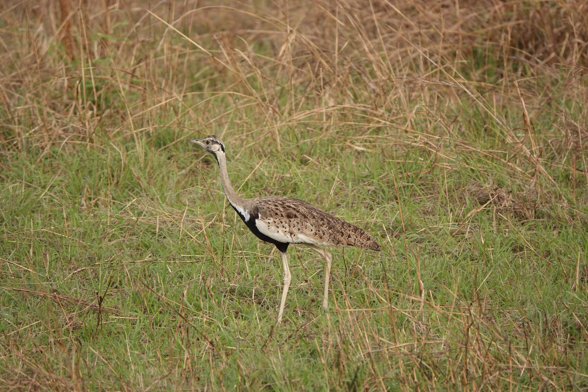 UgandaWide's tweet photo. black-bellied bastard
#qenp
#VisitUganda https://t.co/DUIyzEe7oD