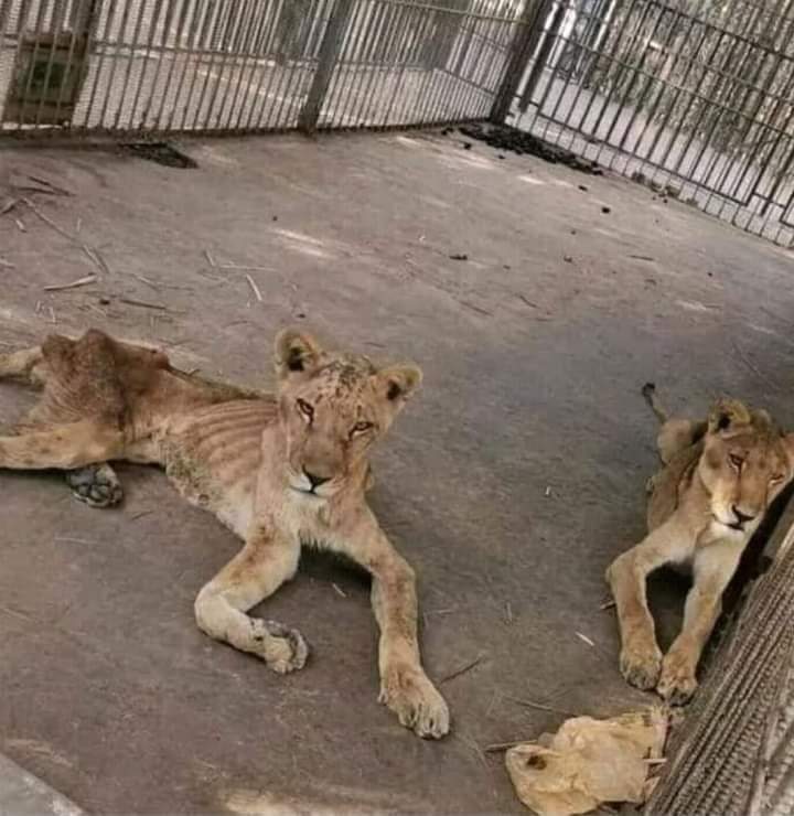RajputAmarS's tweet photo. इन शेरों को जंगल से यह कहकर लाया गया था कि,अब तुम्हें शिकार के लिए भटकने की ज़रूरत नहीं पड़ेगी,खाना हम देंगे।शेर शिकारी के झांसे में आ गए और उन्होंने उनका प्रस्ताव मान लिया। जिन शेरों की एक दहाड़ से कभी जंगल कांप जाया करता था आज उनकी हालत कुत्तों से भी बदतर हो गई है।आगे समझिये👉 https://t.co/dcqTYO37HH