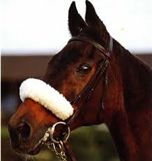 OTD 1977 3-times Grand National winner Red Rum (Ron Barry) finished 2nd to Jumbo Wilkinson-trained Soutra (Dennis Atkins) in the Gordon Foster H'cap Chase 
@WetherbyRaces. First time the #AintreeLegend had raced at the course since winning the same race in 1972. 🏇#RacingMemories