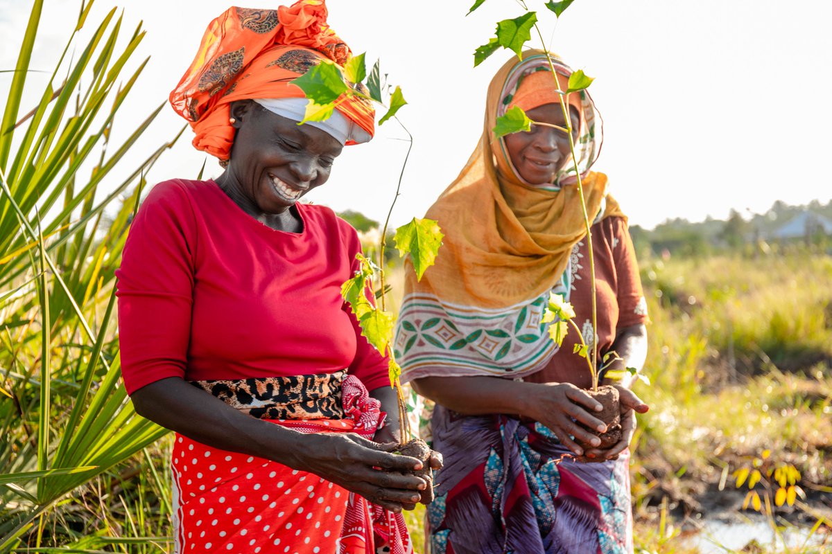 1TrillionTrees's tweet photo. Turning Pledges into Action: our first #TrillionTrees ReForest Fund Report is out! 

🌱 Over 57,000 seedlings planted 
👫🏽 Involving Over 1,400 local people

Read about our projects’ contribution to reducing #carbon and saving #biodiversity.
https://t.co/zKWEdWbjKL https://t.co/9kmrUZZNXc