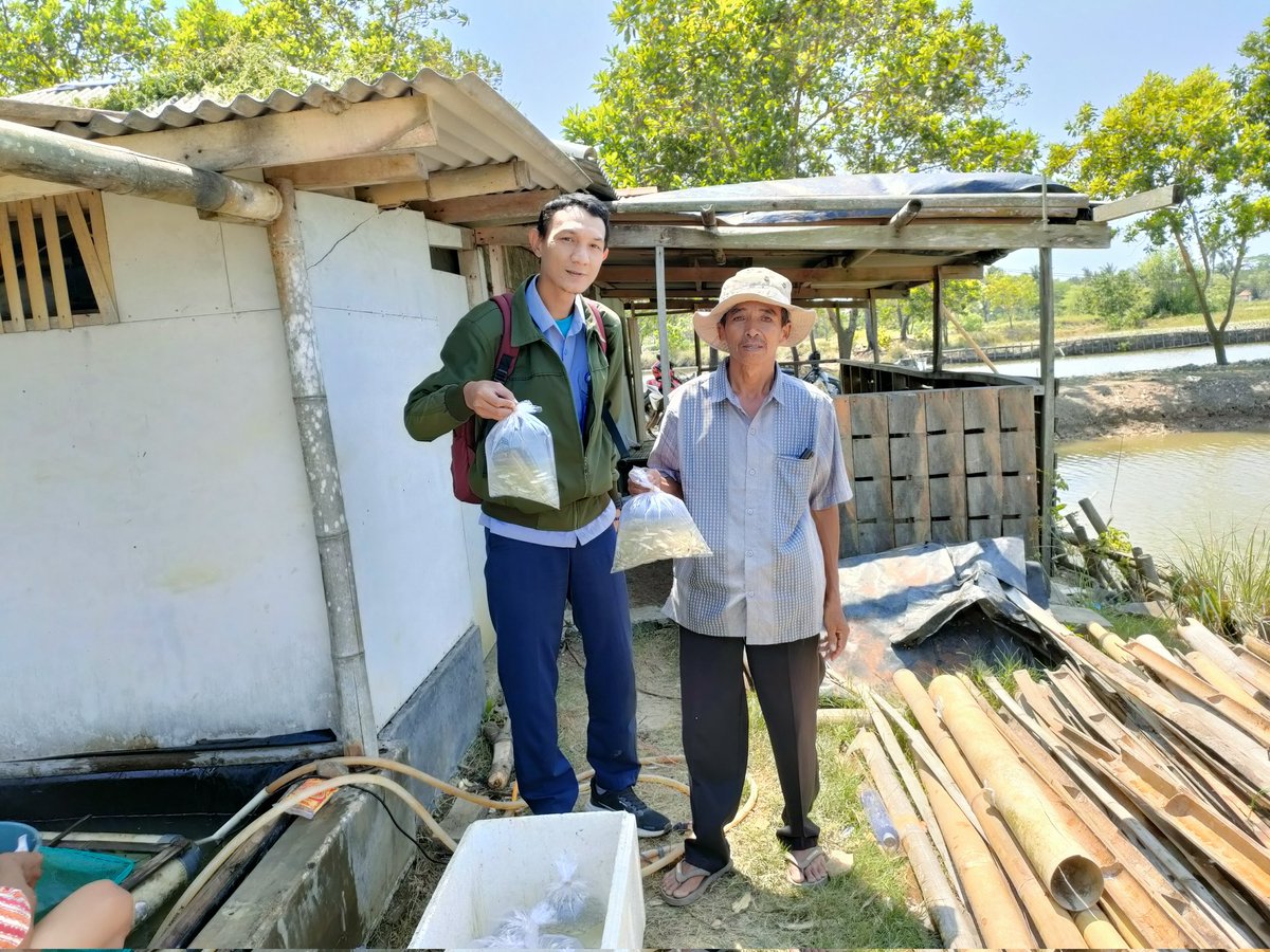 didi_sumedang's tweet photo. Selasa (12/10) Didi,luhkan pandeglang,klp setia bakti ds panimbangjaya kec panimbang, panen benih bandeng ukuran 3-4 cm ,harga Rp 200/ekor jumlahnya 42.000 ekor
#GiatLuhkanSatminkalBogor
#risluhkan bogor
#puslatluh kp
#pandeglang
@brsdm_kp  @puslatluhkp https://t.co/DxexFGXaAH