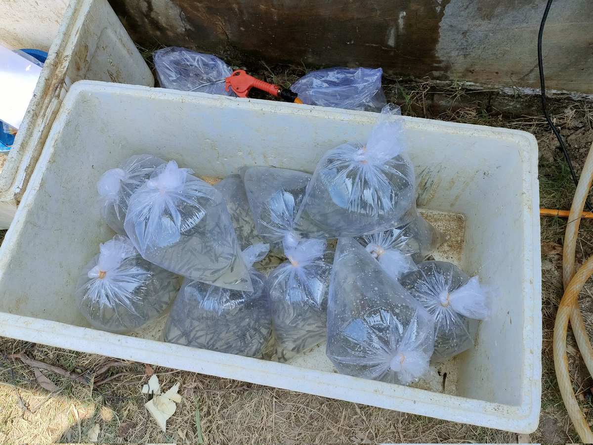 didi_sumedang's tweet photo. Selasa (12/10) Didi,luhkan pandeglang,klp setia bakti ds panimbangjaya kec panimbang, panen benih bandeng ukuran 3-4 cm ,harga Rp 200/ekor jumlahnya 42.000 ekor
#GiatLuhkanSatminkalBogor
#risluhkan bogor
#puslatluh kp
#pandeglang
@brsdm_kp  @puslatluhkp https://t.co/DxexFGXaAH