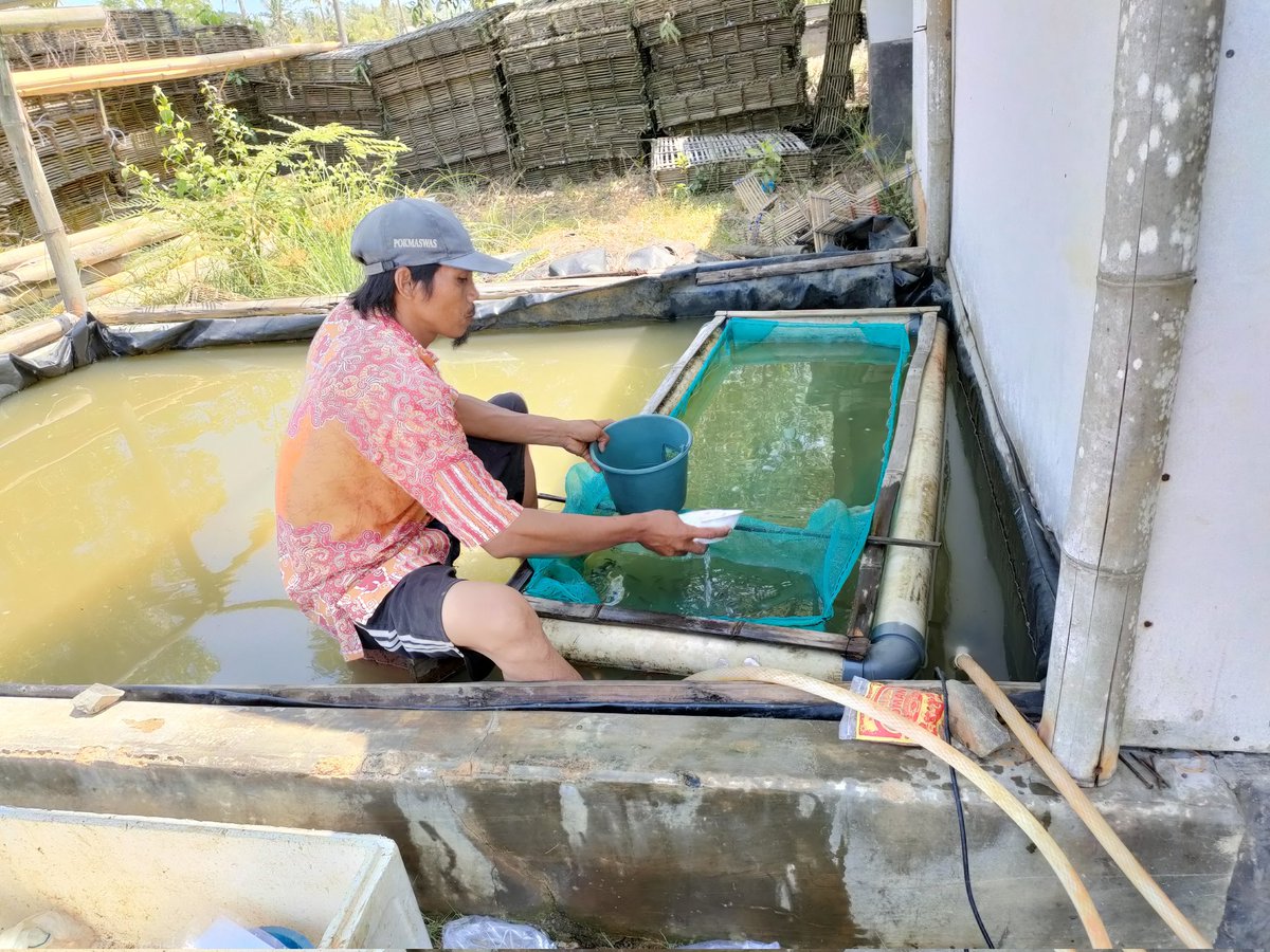 didi_sumedang's tweet photo. Selasa (12/10) Didi,luhkan pandeglang,klp setia bakti ds panimbangjaya kec panimbang, panen benih bandeng ukuran 3-4 cm ,harga Rp 200/ekor jumlahnya 42.000 ekor
#GiatLuhkanSatminkalBogor
#risluhkan bogor
#puslatluh kp
#pandeglang
@brsdm_kp  @puslatluhkp https://t.co/DxexFGXaAH