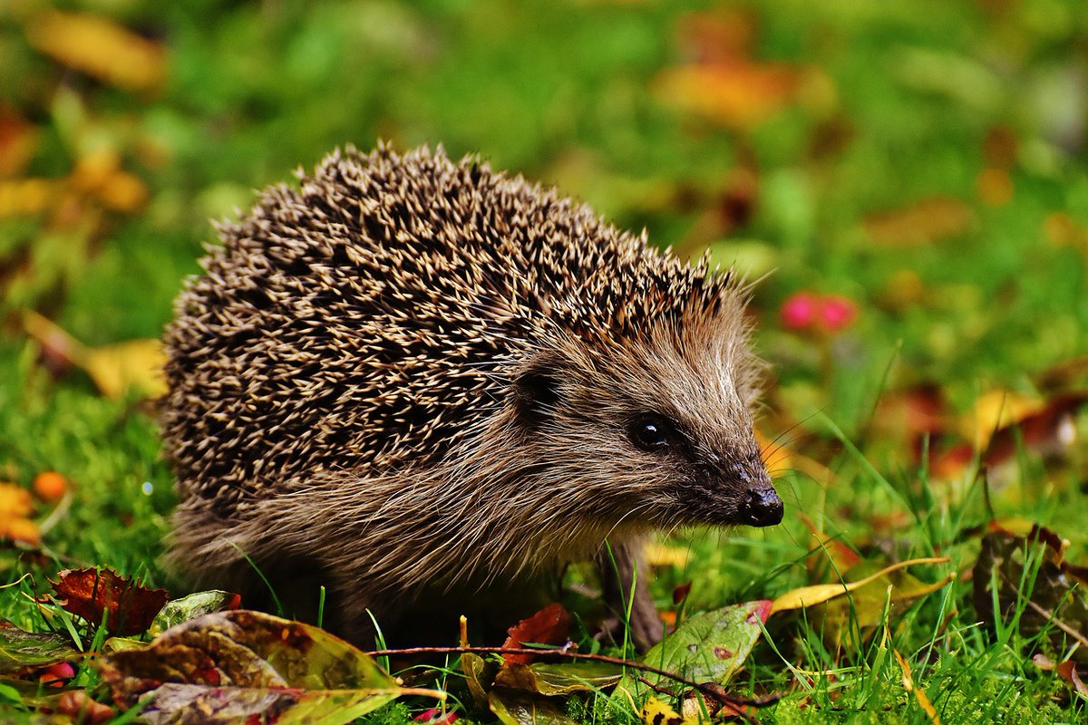 Tierschutz: Wie man Igel im Herbst schützen kann verbraucher-tipps.com/tierschutz-wie… #tierschutz #igel #herbst #garten #igelbaby