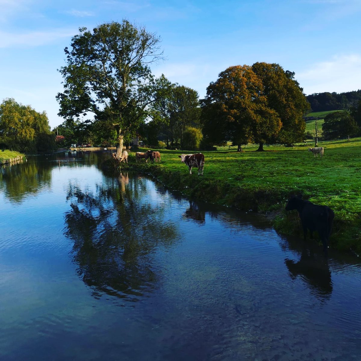 lazyperfection's tweet photo. Morning walk #walking #exercise #rurallife #autumn #cows #cowsinthefield #cowsofinstagram #water #millfarmhorningsham #reflection #wiltshire #countryside #longleat #cranbournechase #aonb #lovewhereyoulive #autumnmorning @Longleat https://t.co/6aibqJAn9u