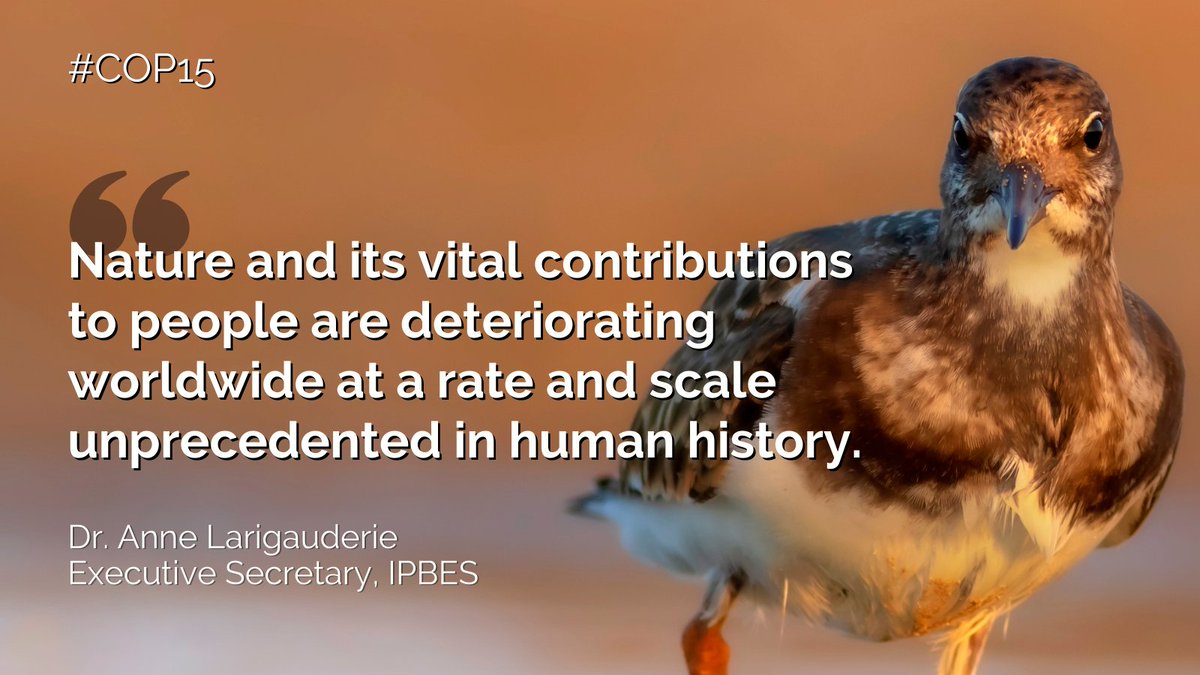 "Based on the scientific publications &amp; on indigenous and local knowledge, the <a href="/IPBES/">ipbes</a> #GlobalAssessment found [...] that 1 million of plant and animal species are threatened with extinction."

—Anne Larigauderie, IPBES Exec Secretary at the HL Segment of the 1st phase of #COP15