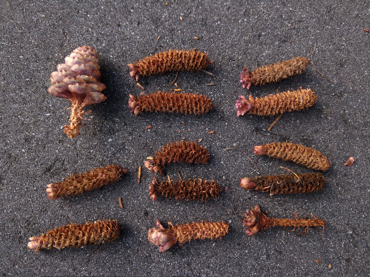 とん 北海道 エビフライとキノコ リスが松ぼっくりを食べるとこのようになります 北海道 エビフライ 松ぼっくり 食痕 暦生活写真部