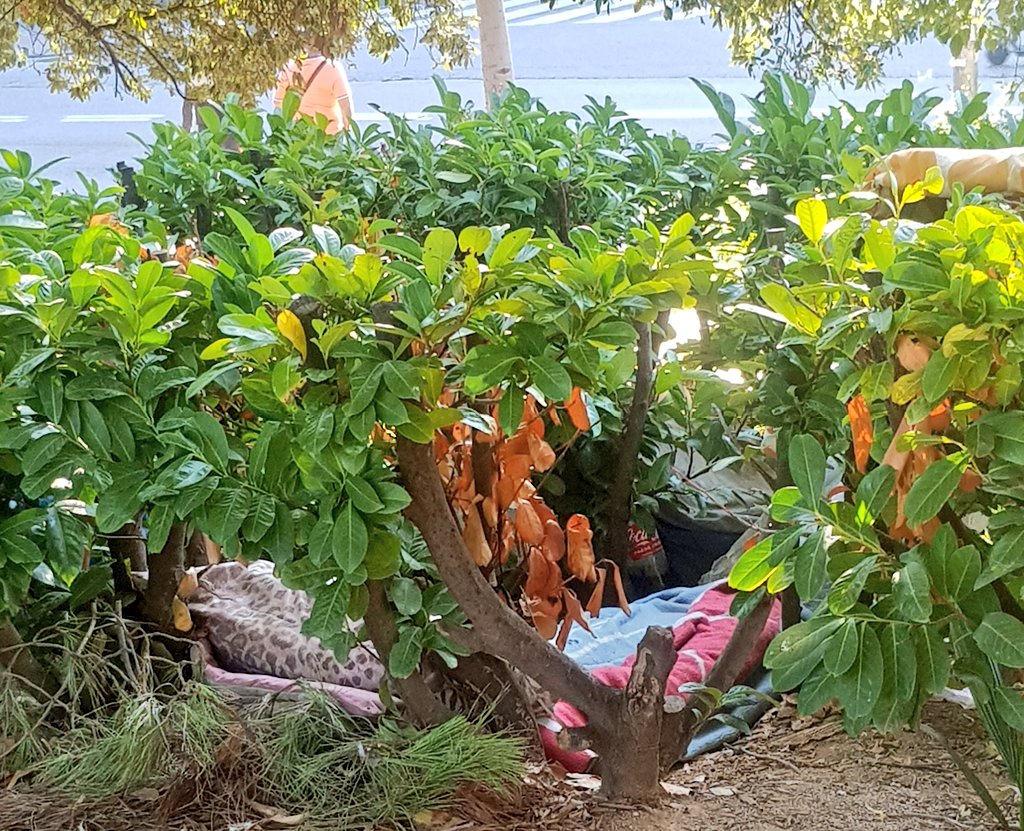 MontigalaViu's tweet photo. Aquest és l'aspecte avui del Parc de les Muntanyetes i el jardí d'Olof Palme de #Badalona. Un campament de sense sostre, als quals @AjBadalona hauria de buscar una alternativa. Un exemple més dels problemes de #Montigalà cc @bdncom @Totbadalona https://t.co/GuQH8mz191