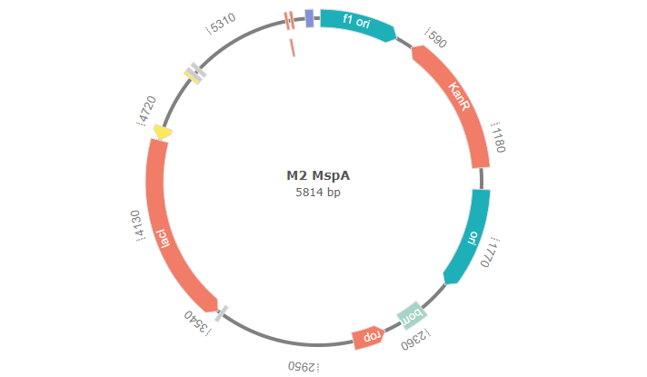 #Plasmid of the Day
M2 MspA 
Depositor: Shuo Huang
Publication: Programmable nano-reactors for stochastic sensing
molecularcloud.org/plasmid/M2-Msp…