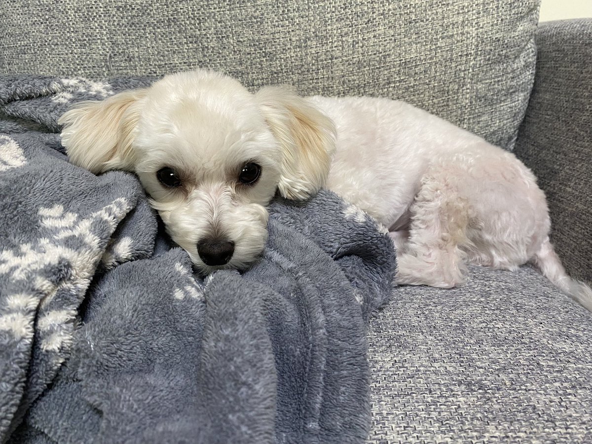 komukomu67's tweet photo. やっぱりここが
お気に入りの場所🐶💙🤍

#犬　#犬のいる暮らし
#マルプー https://t.co/1jN2aGlU1N