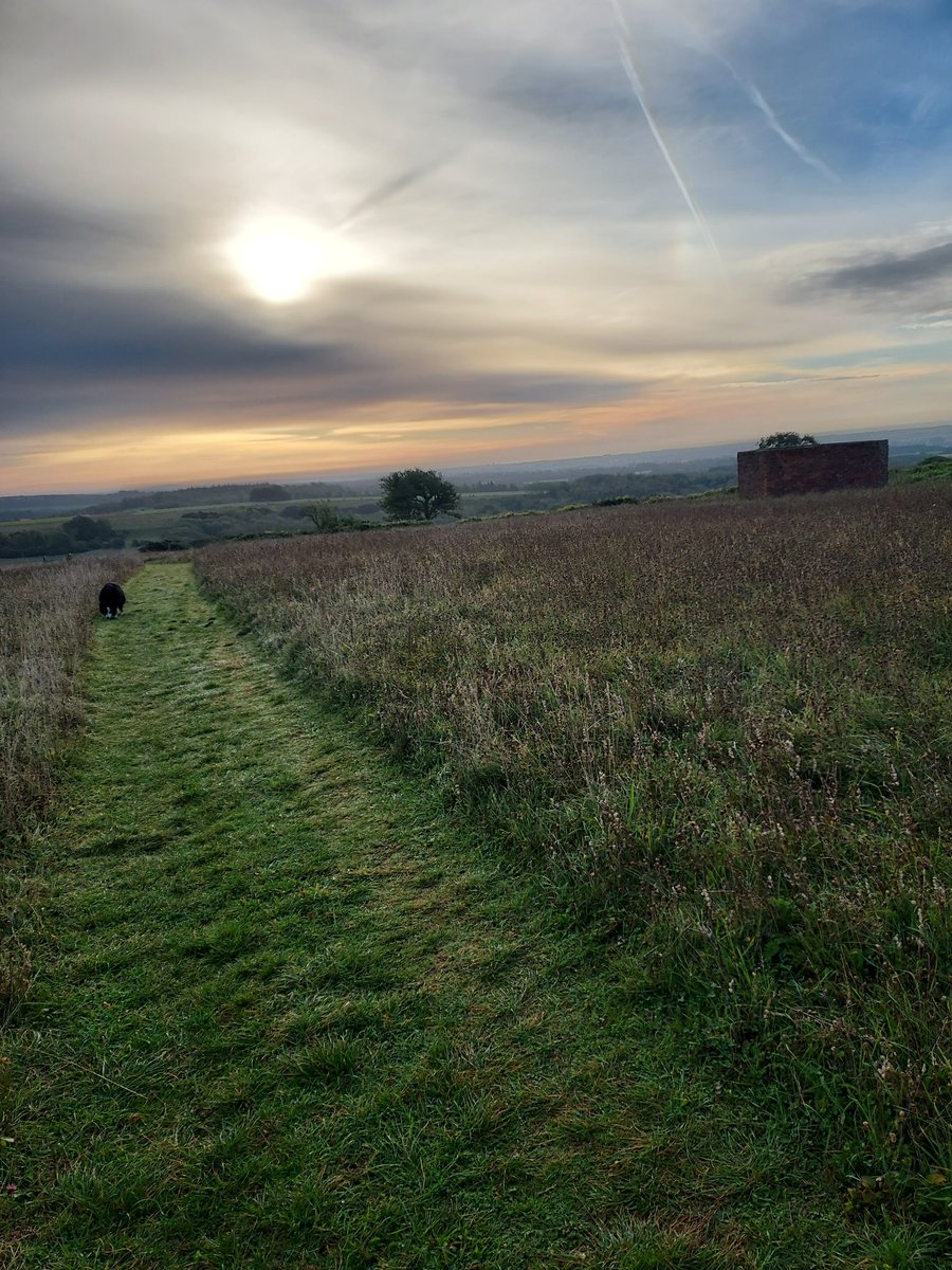 ginabchallen's tweet photo. Beautiful walk this morning to #halnakerwindmill. Small incident with a dead squirrel but Mabel does love dabbing a bit of 'eau de rotting animal' behind her ears, under her chin and round her neck!! #bordercollie https://t.co/W7aIAhRjQ2