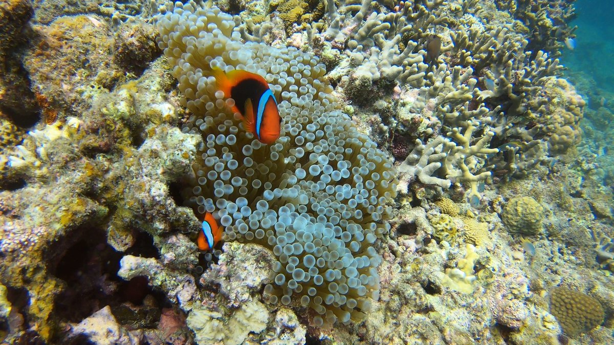 Tomo_Mrk3B01's tweet photo. Well, posting my #scubadiving pics on Aug 3rd continues more and yet more.
No.2: Kasago(Marble rockfish) Palace
A couple of beautiful Marble #rockfish , a school of small tropical fish and even a family of #crownfish welcomed me here😊
#ダイビング
#石垣島
#twinglish https://t.co/sAv5C38nBh