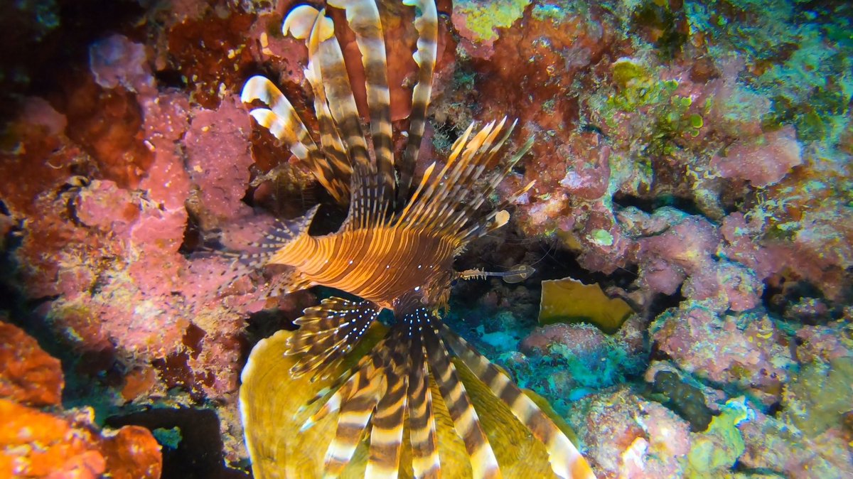 Tomo_Mrk3B01's tweet photo. Well, posting my #scubadiving pics on Aug 3rd continues more and yet more.
No.2: Kasago(Marble rockfish) Palace
A couple of beautiful Marble #rockfish , a school of small tropical fish and even a family of #crownfish welcomed me here😊
#ダイビング
#石垣島
#twinglish https://t.co/sAv5C38nBh