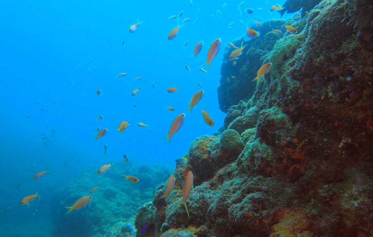 Tomo_Mrk3B01's tweet photo. Well, posting my #scubadiving pics on Aug 3rd continues more and yet more.
No.2: Kasago(Marble rockfish) Palace
A couple of beautiful Marble #rockfish , a school of small tropical fish and even a family of #crownfish welcomed me here😊
#ダイビング
#石垣島
#twinglish https://t.co/sAv5C38nBh
