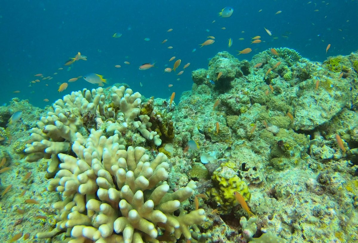 Tomo_Mrk3B01's tweet photo. Well, posting my #scubadiving pics on Aug 3rd continues more and yet more.
No.2: Kasago(Marble rockfish) Palace
A couple of beautiful Marble #rockfish , a school of small tropical fish and even a family of #crownfish welcomed me here😊
#ダイビング
#石垣島
#twinglish https://t.co/sAv5C38nBh