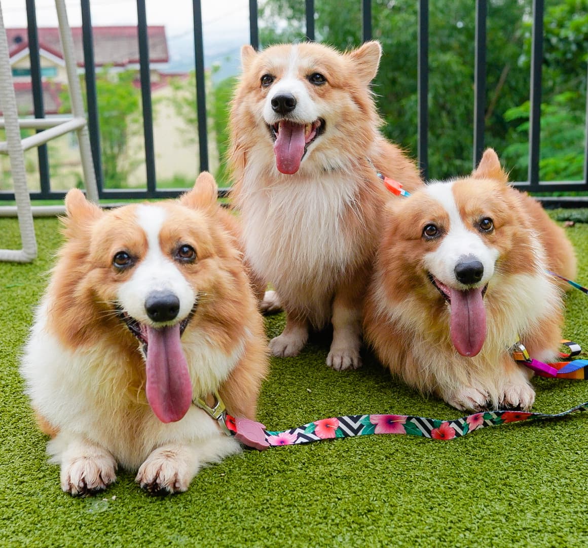 CorgiValentine's tweet photo. 2021 Mandatory Family Picture. πΎ
#CorgiPH
#CorgiPhilippines
#CorgiValentineArrowCloud
#CorgisOfInstagram
#Corgistagram
#Corgi https://t.co/iSwRoEY8GZ