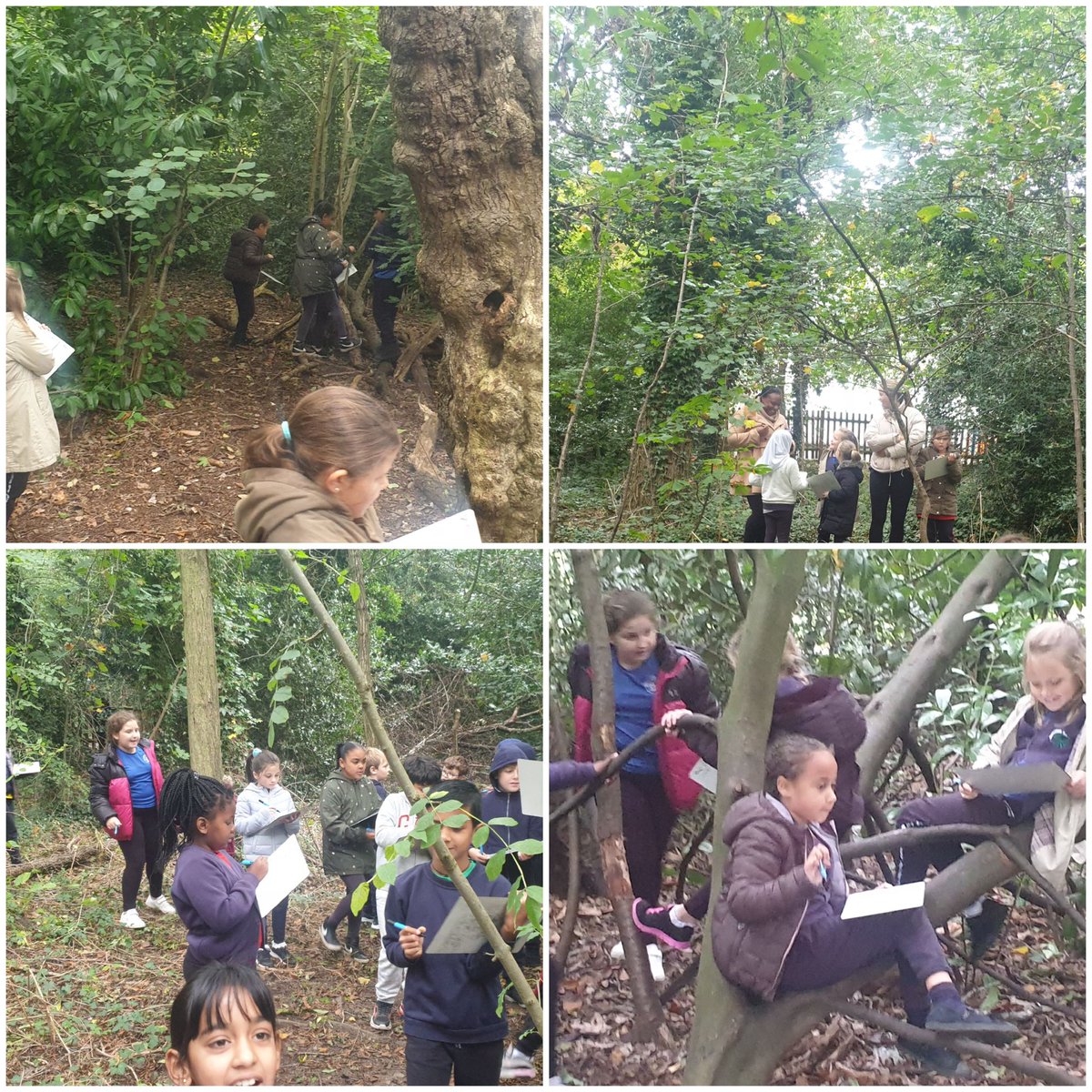MrsCarmanBF's tweet photo. Oak clas enjoyed exploring what they could see, hear and smell in the woodlands this morning ready to write their own poems. @BFS_Watford @MsEssexBF https://t.co/1tkT5KEVME