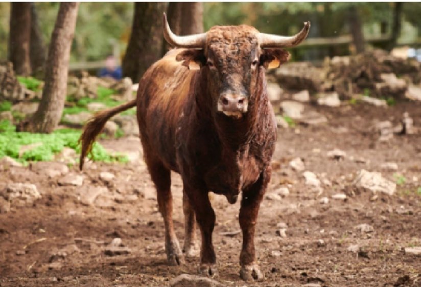 HTaurina's tweet photo. Hoy @Monterotorero en Corella. Compromiso importante con novillos de Casta Navarra. Nuestro lote 👇🏻👇🏻

¡Suerte para todos! https://t.co/yxhkr1FuwJ