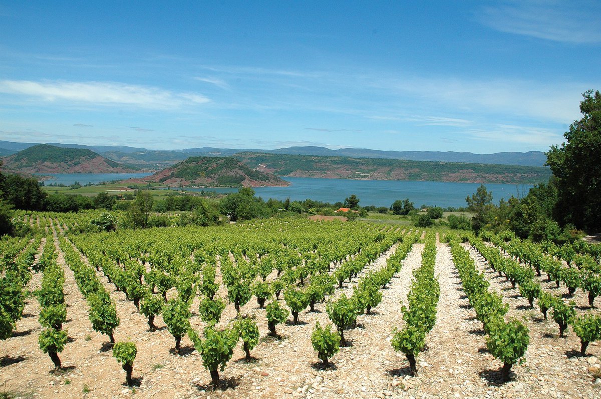 LodevoisLarzac's tweet photo. La #Semainedugout nous rappelle la richesse et les produits d'exception issus de l'#agriculture en Lodévois et Larzac 🐑🫒🍷 Viandes et fromages #AOC, vins en Terrasses du #Larzac, olives, fruits légumes en #circuitcourt.
Consommez local en #LodevoisLarzac 💚 
@chambagri34 https://t.co/4LWnETWkzR