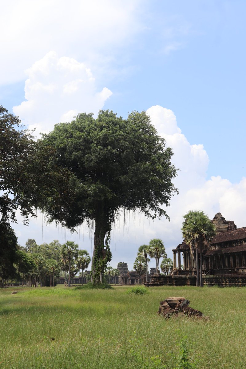 #thicktrunktuesday #angkorwat