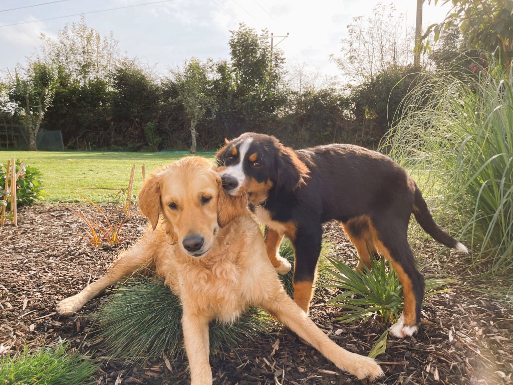 ButtonBernese's tweet image. Im teething but Penny keeps stealing my chew toys🥺 So from now on I&apos;m going to use her ear instead 😈 #puppy #bernesemountaindog #bernese #goldenretriever