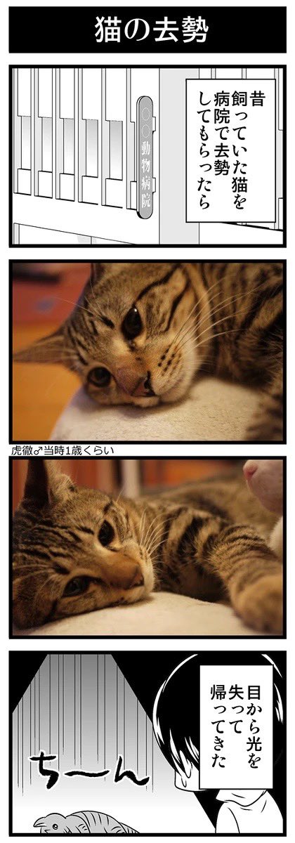 お気に入り4コマ再掲 去勢された猫 