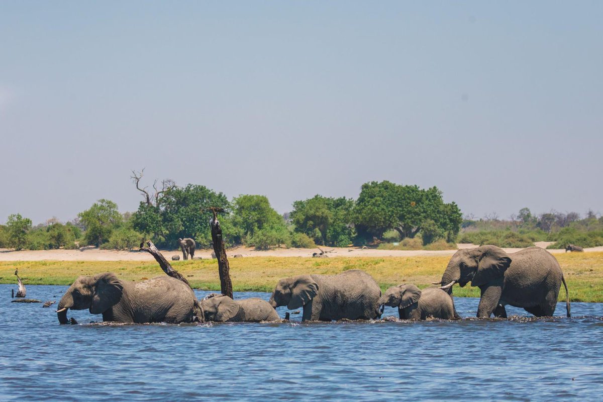 We are celebrating the return of travel to #Botswana with an exciting Instagram competition to win a 6 night safari. Head over to desertdelta.com/celebrate-trav… for all the details. #Botswana #WinaSafari #DesertDelta