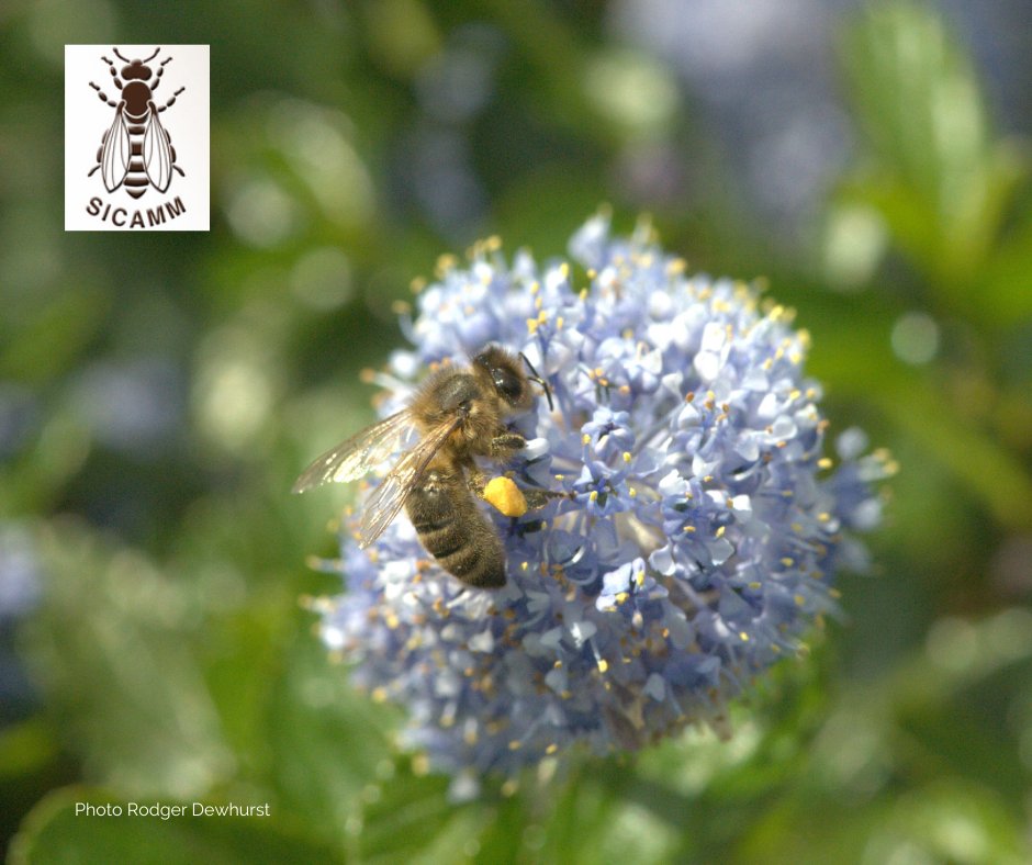 SicammF's tweet photo. Did you know several #honeybee subspecies exist? Many European honey #bees are a mixture as beekeepers may import Italian, Carniolan or other lines to raise productivity. But are they best adapted to the local conditions &amp; overwinter well?
https://t.co/vcrUbOFYg9
#biodiversity https://t.co/ZCTU67wfnN