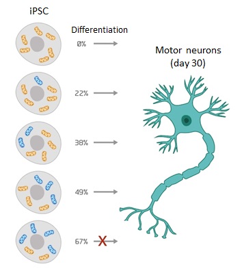 Threshold of heteroplasmic truncating MT-ATP6 mutation in reprogramming, Notch hyperactivation and motor neuron metabolism. Happy to collaborate with <a href="/vivekvivsharma/">Vivek Sharma</a> @HaapasaloLab <a href="/RasTrokovic/">Ras Trokovic</a>  <a href="/HelsinkiUniMed/">Medicine and Health, University of Helsinki</a> <a href="/MetaStem_Center/">MetaStem</a>  <a href="/STEMMProgram/">STEMM Research Program</a>  academic.oup.com/hmg/advance-ar…