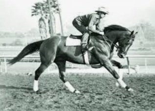 #Hipismo PURA SANGRE 
(4) VELOCIDAD : La educación de un Caballo de Carrera se basa en su Velocidad, rigurozamente controlada y cuidada.