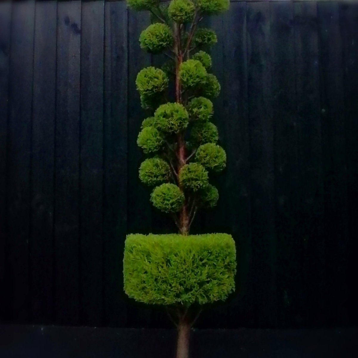 topiarycatblack's tweet photo. Topiary #art #ArtistOnTwitter #topiary https://t.co/raSCR2ms6Q
