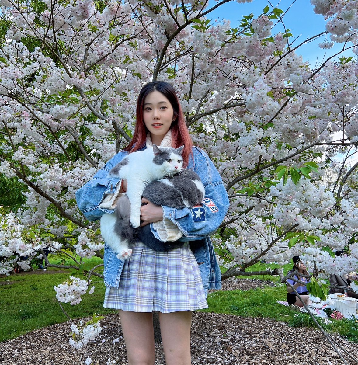 Michellemeng916's tweet photo. Sakura🌸 https://t.co/cdFPz54rgx