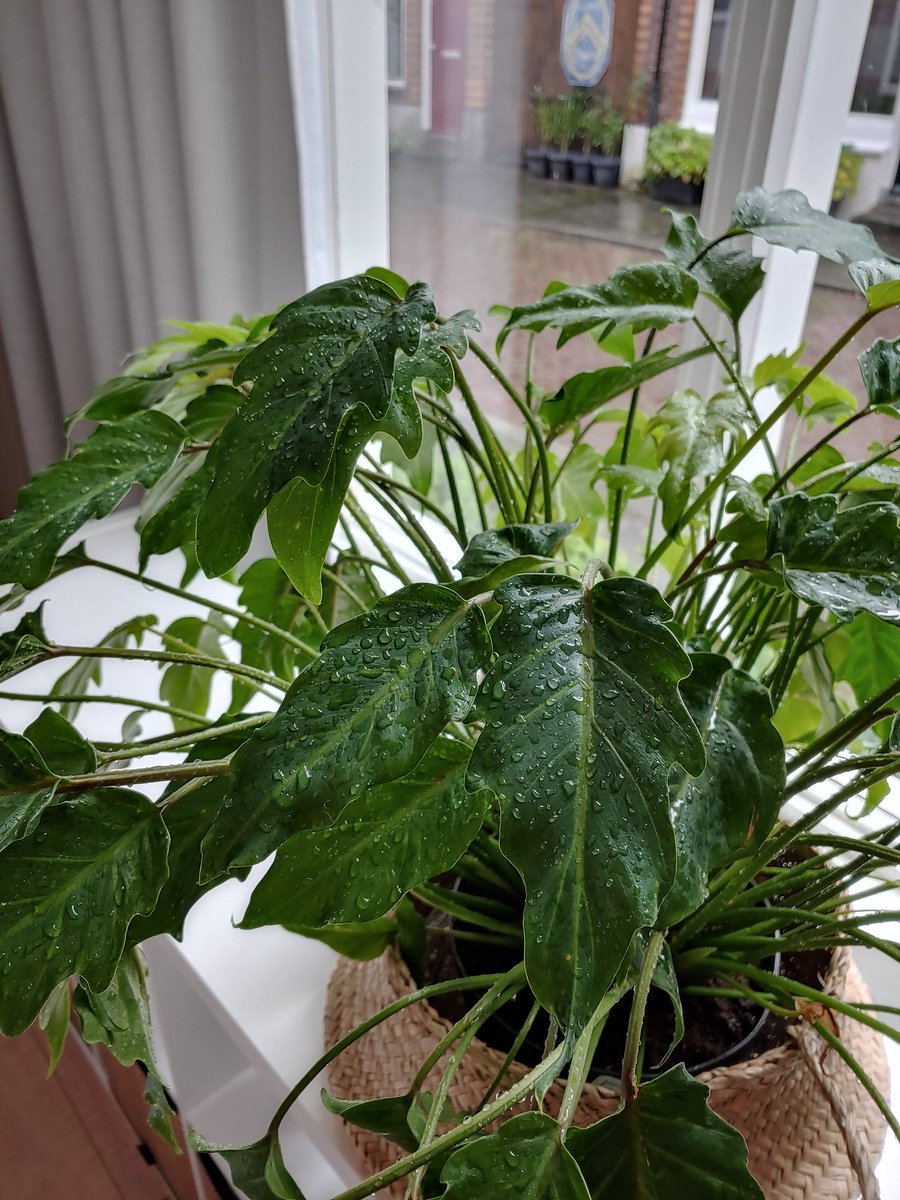 Darley's appartements tweet media