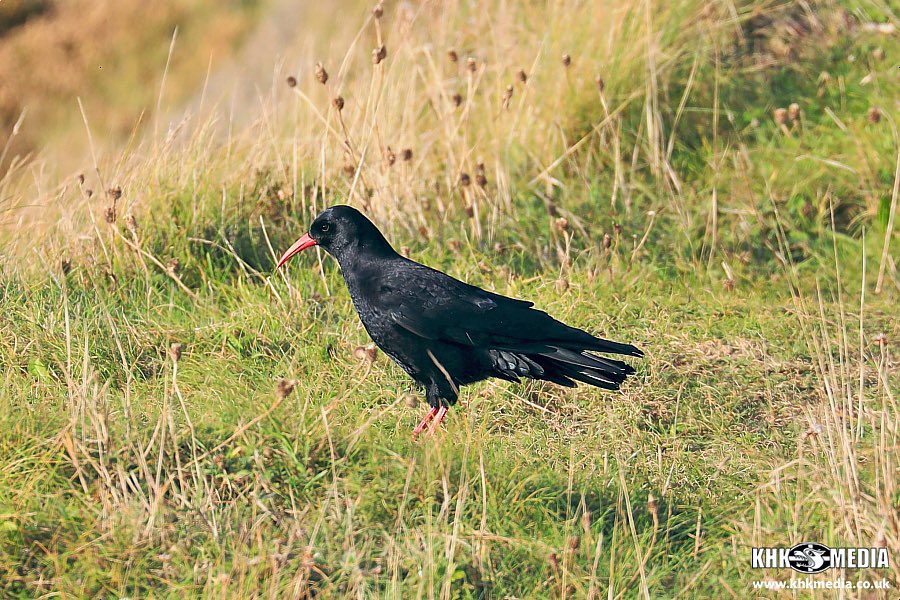 Andrew Trenoweth tweet media