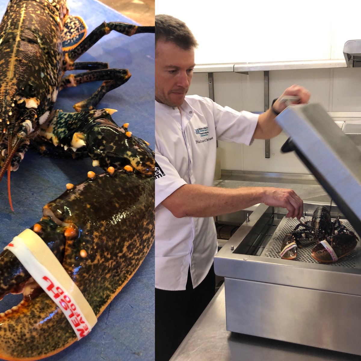 Richard Davies @Calcot_and_Spa preparing some beautiful Welsh lobsters @ClwstwrBwydMor @menterabusnes #welshseafood from @lockdownlobster #lovewelshseafood being humanely dispatched using the @Crustastun from @mitchellcooper