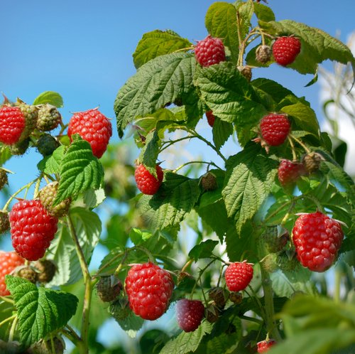 TogherGarden's tweet photo. We are delighted to invite everyone to our first meet up where we will plant rasberry canes for next year.
Location: Clashduv park
Time: 11am
Tools provided, please wear gloves and appropriate footwear
#Toghercommunitygarden #greenspacescork #corkfoodpolicy #corkhealthycity https://t.co/n5VXVnMrOf