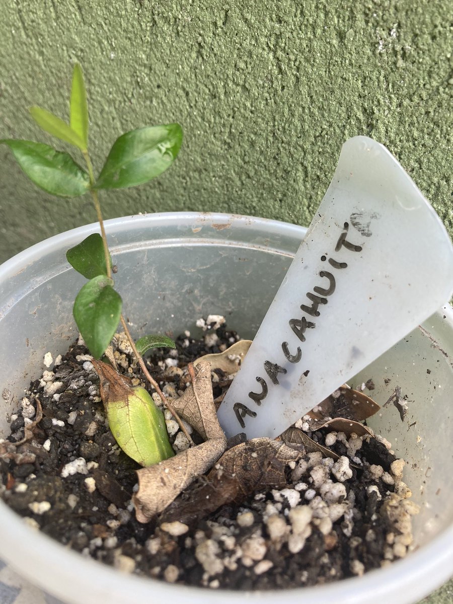 folivaciudad's tweet photo. Martes de nativas preparando la Bicicleteada por el biocorredor Cildáñez. #bicixbio @cuencaenred1 https://t.co/dOlMx908U7