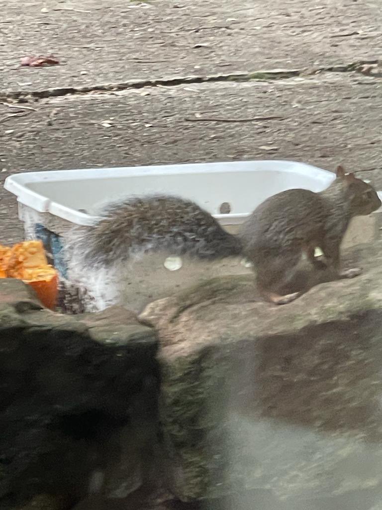 oztrazine's tweet photo. #SquirrelAwarenessMonth New posh kid finds the pumpkin all@on its own. #squirrelscrolling #wildlife #savethegreys https://t.co/wVYScGIeu6