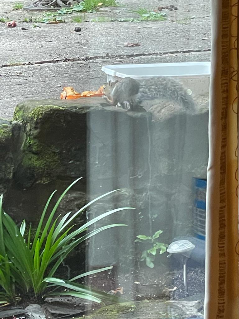 oztrazine's tweet photo. #SquirrelAwarenessMonth New posh kid finds the pumpkin all@on its own. #squirrelscrolling #wildlife #savethegreys https://t.co/wVYScGIeu6