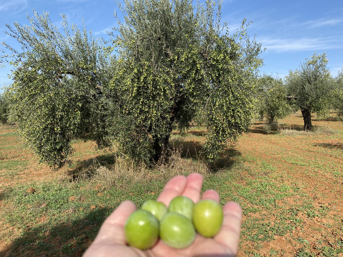 GermanPueblaO's tweet photo. #BadajozCampiña #Extremadura https://t.co/iCFybMN3V4