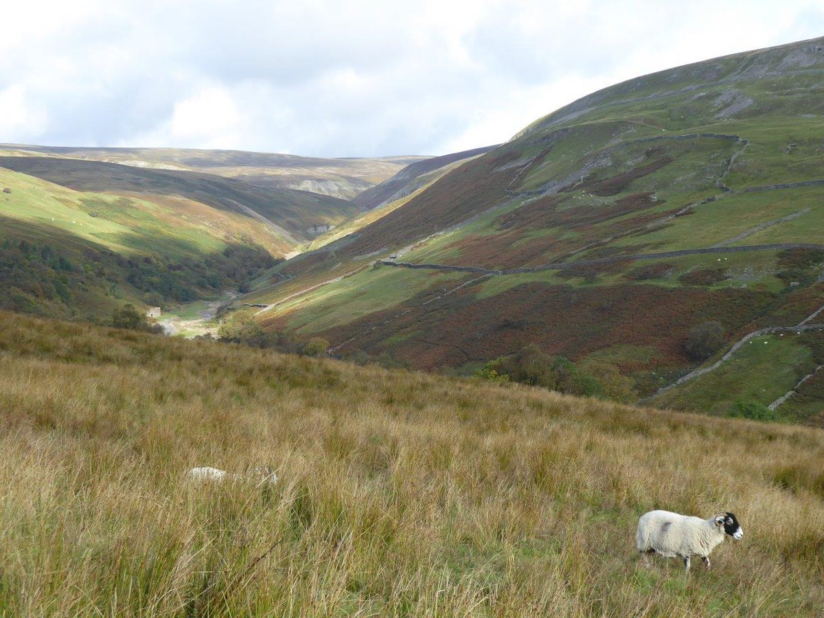 Some sheep breed research this last weekend