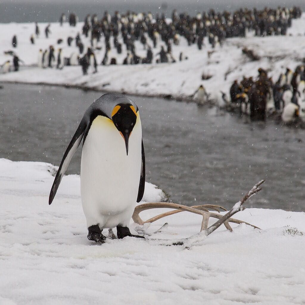 penguins365's tweet photo. Without curiosity there can be no discovery! 🐧
#PenguinOfTheDay
#HowDidThisGetHere? #CuriousPenguin #PenguinPhilosophy
📸Ian Hardacre https://t.co/ngphlg8PJx https://t.co/qoQOosfn5q