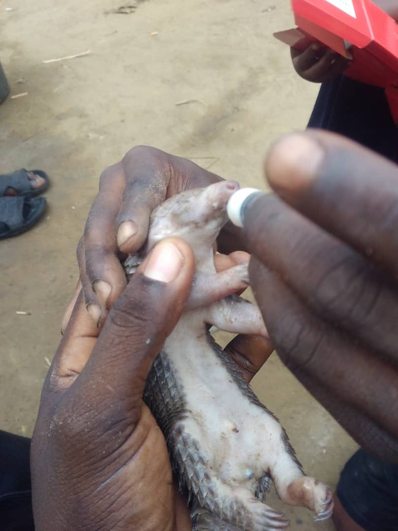 African Pangolin Working Group (@pangolinworking) on Twitter photo Recently, we were contacted by Adams Cassinga <a href="/Amini16/">Adams Cassinga</a> from @ConservCongo . He needed advice about saving a newborn white bellied pangolin whose mother had been killed for the pot. Sadly the baby did not survive but not without a concerted effort to save it. 1/2 Recently, we were contacted by Adams Cassinga <a href="/Amini16/">Adams Cassinga</a> from @ConservCongo . He needed advice about saving a newborn white bellied pangolin whose mother had been killed for the pot. Sadly the baby did not survive but not without a concerted effort to save it. 1/2